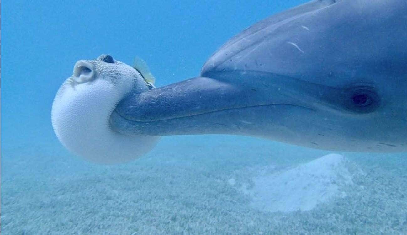 Filman a unos delfines "drogándose" con un pez globo