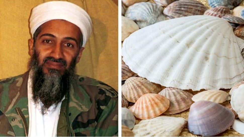 Creer o reventar: Descubrió la cara de Bin Laden en una concha de mar