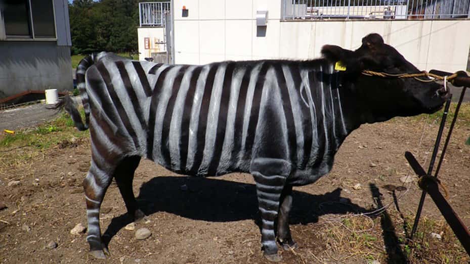 Científicos revelaron el extraño motivo por el que conviene pintar las vacas como cebras