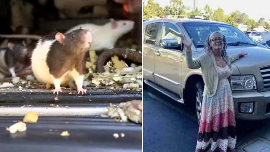 La mujer que vivía a en su auto con 300 ratas "saludables y bien alimentadas"