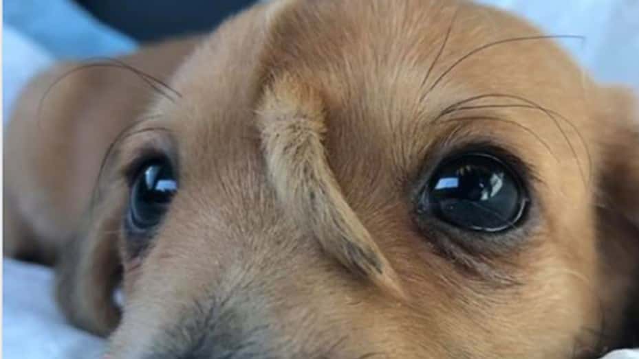 El perro que nació con una cola en la cabeza y fue abandonado por sus dueños