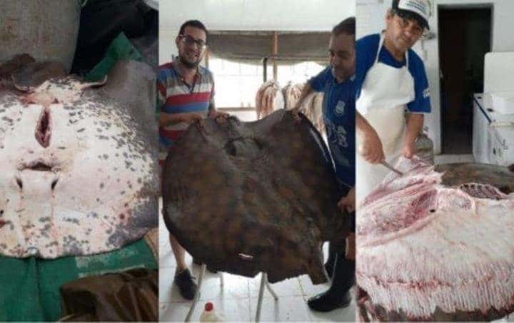 Un vecino de Gualeguaychú pescó una raya de más de 80 kilos