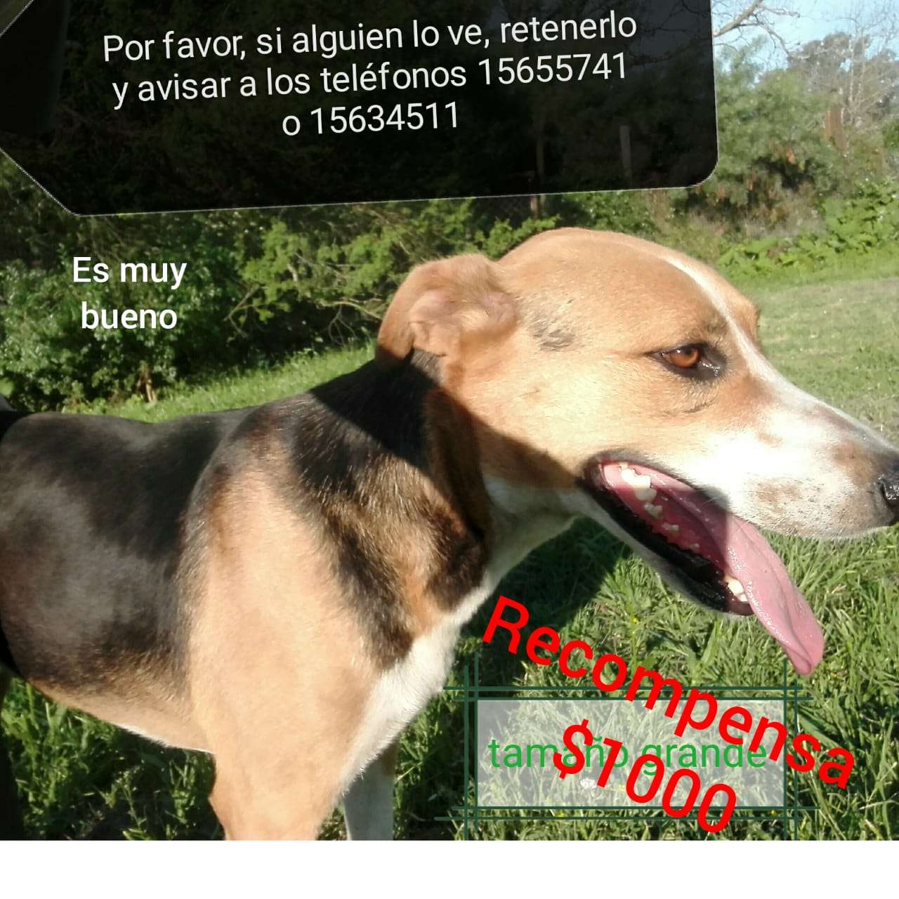 Se perdió Gino, un perro del refugio Patitas: ofrecen $1000 de recompensa 