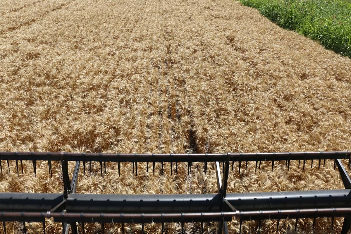 Dirigentes rurales rechazan la suba de las retenciones a soja, trigo y maíz