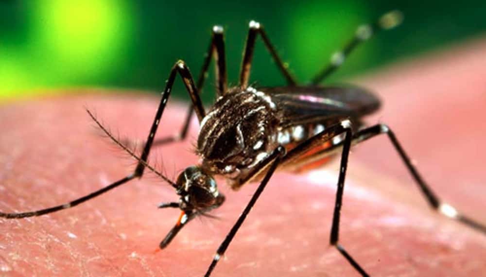 Se realizará un bloqueo en la zona donde surgieron los casos positivos de Dengue