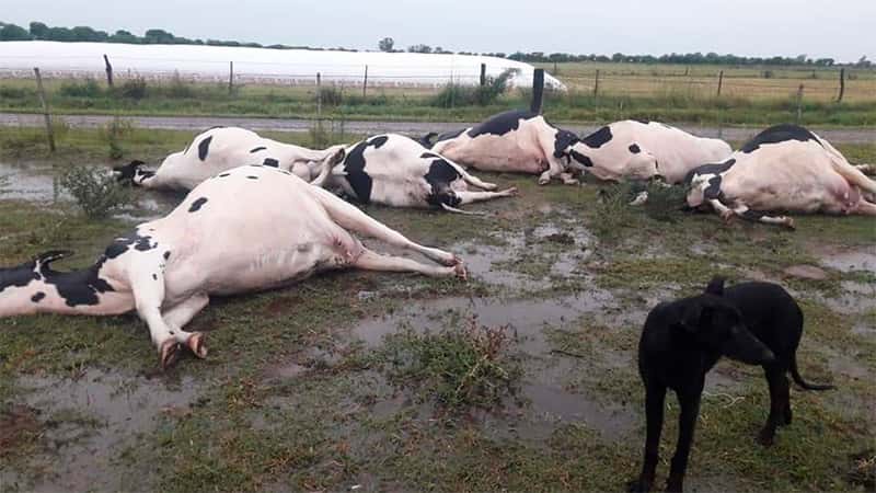 Un rayo mató a siete vacas que estaban a pocas semanas de parir 