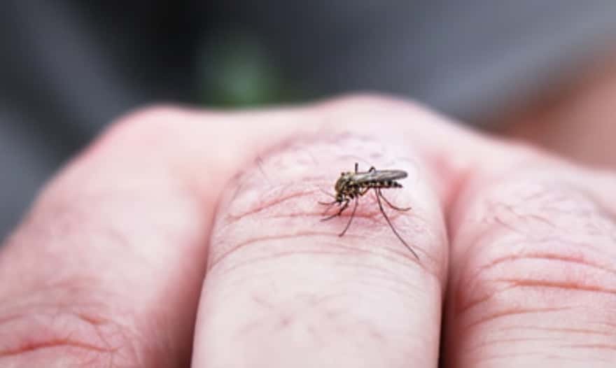 Confirman un nuevo caso: ya son cinco las personas con dengue en Gualeguaychú