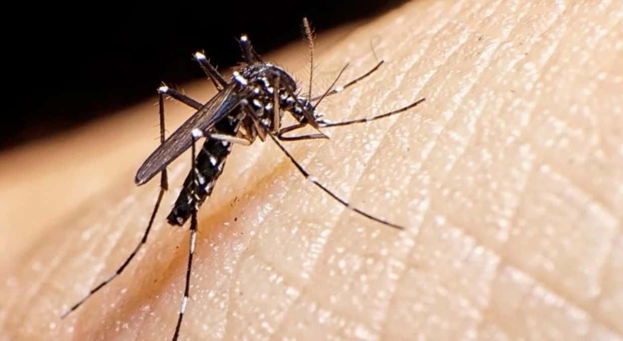 Aumentan los casos de dengue y Covid en Entre Ríos: cuál es la situación en la ciudad