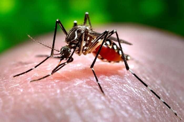 Dengue: alerta sanitario en el país 