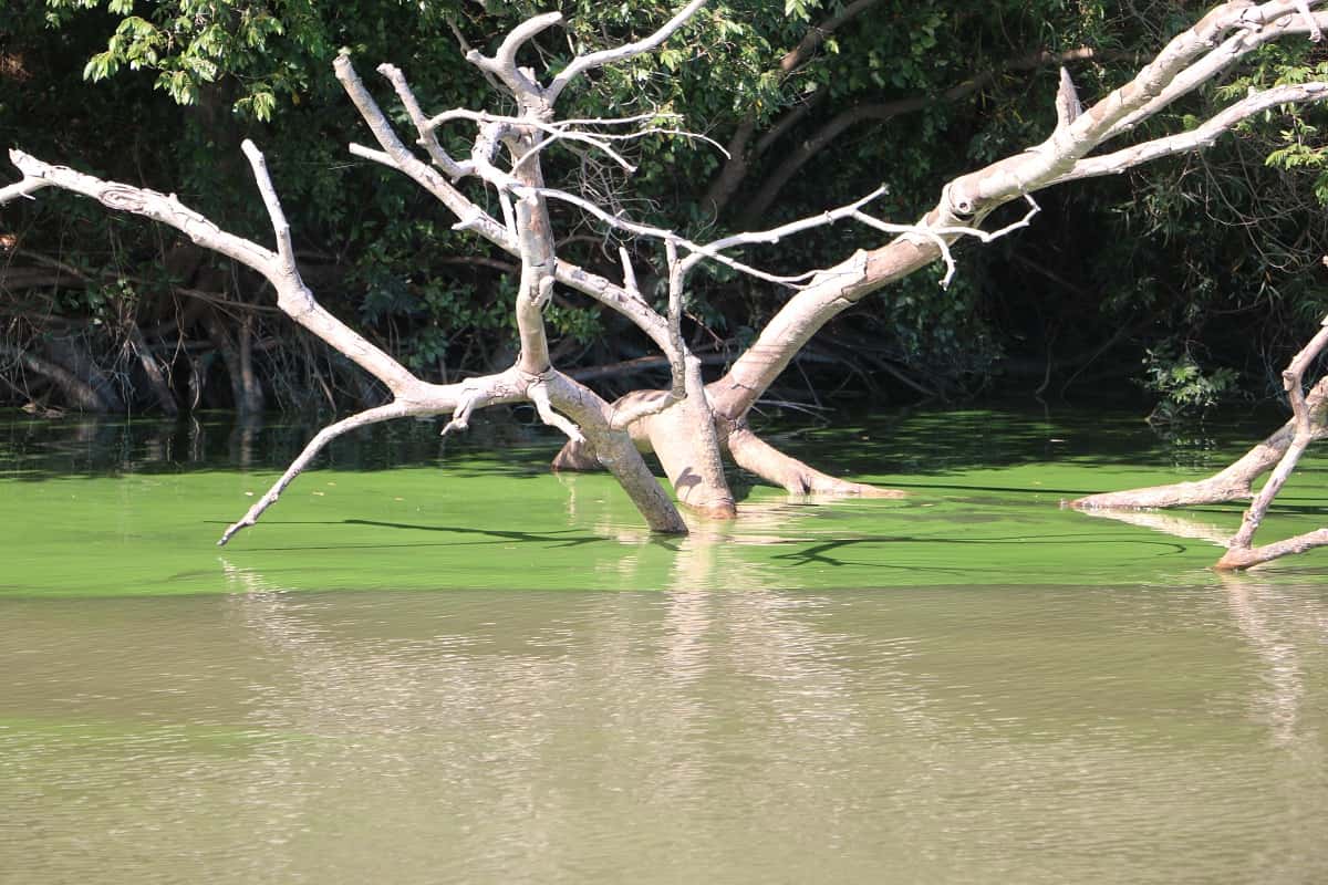 Volvió la floración de algas al Río Uruguay: piden que se evite todo tipo de contacto