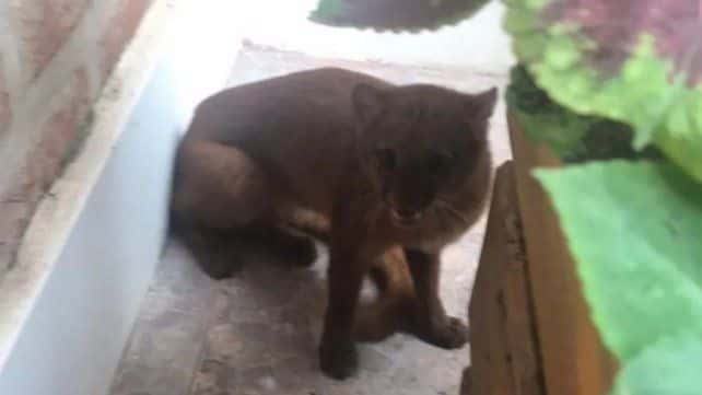 Video: Apareció un puma en extinción en el patio de una casa en Entre Ríos
