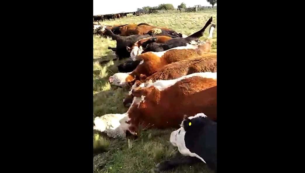 32 vacas comieron el cereal del campo vecino y murieron días después 
