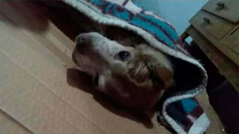 Inusitada crueldad animal: Despellejaron a tres perritos y uno de ellos murió