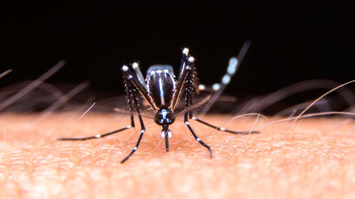 Dos nuevas fumigaciones por Dengue: ya son 111 casos confirmados y 6 en estudio