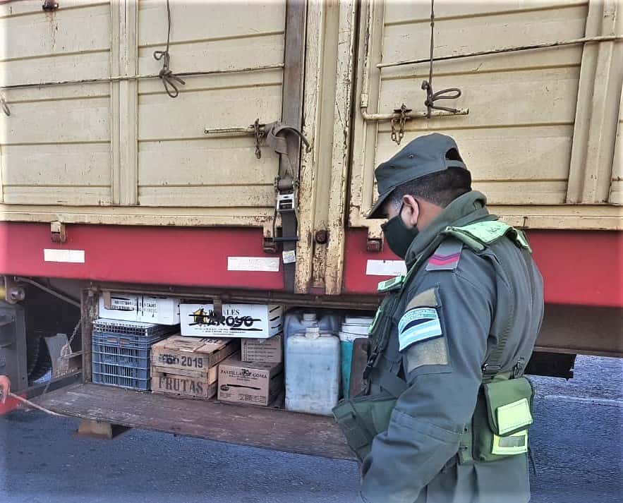Gendarmería Nacional rescató 130 animales en Gualeguaychú