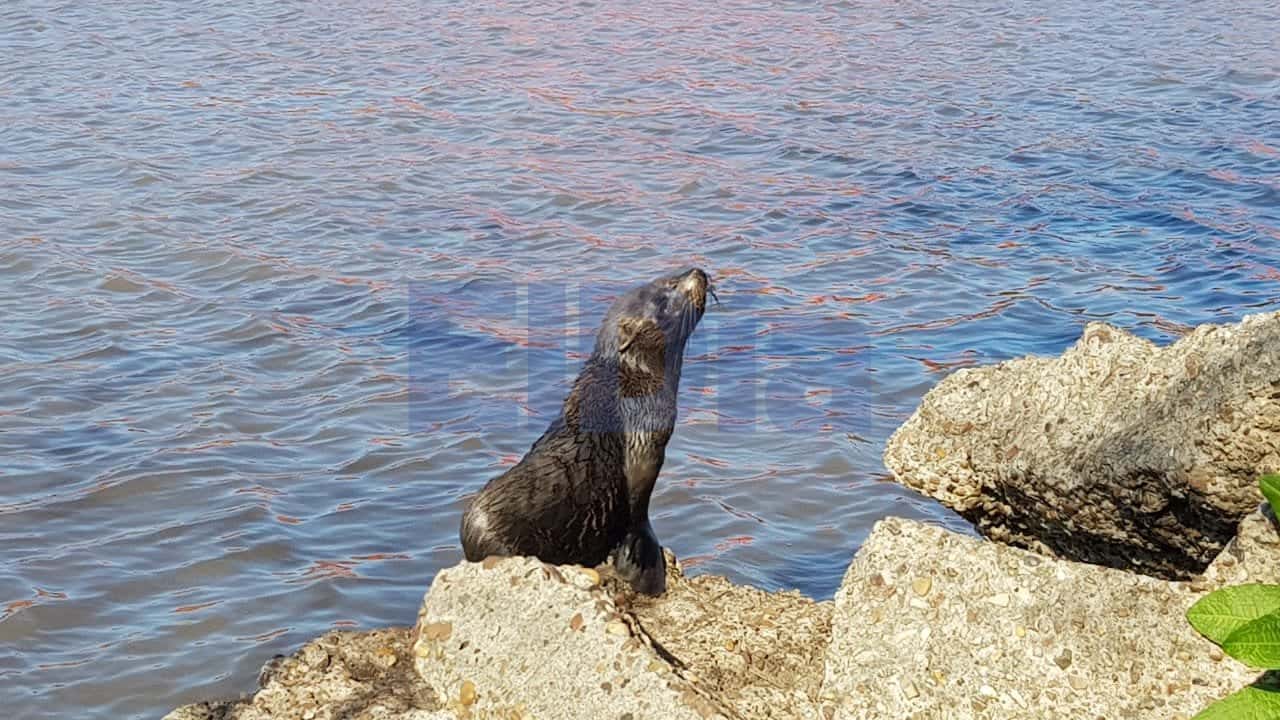 Un lobo marino sorprendió a vecinos a la vera del río Gualeguaychú