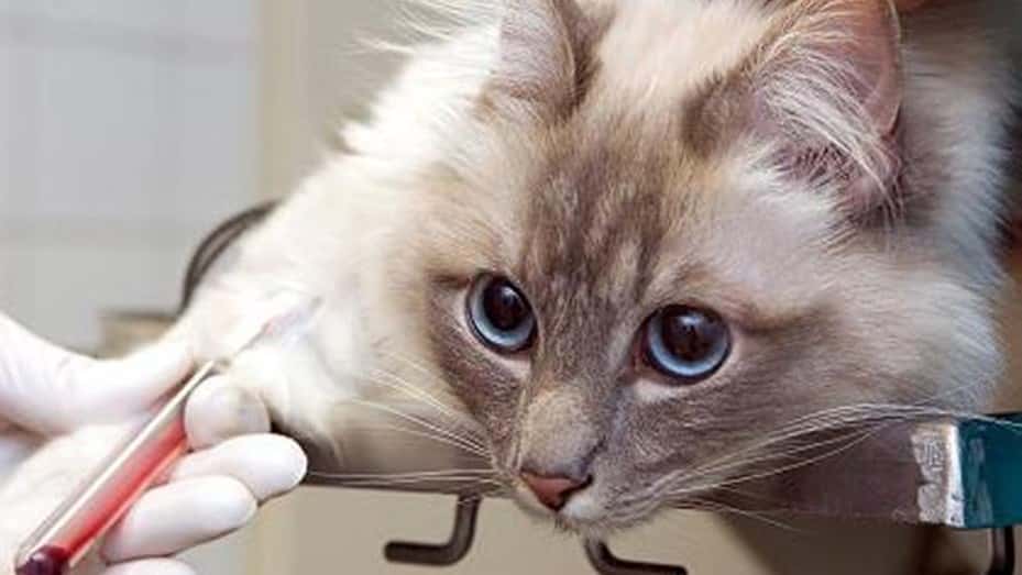 Alarma en Italia por un virus raro que un gato transmitió a su dueña