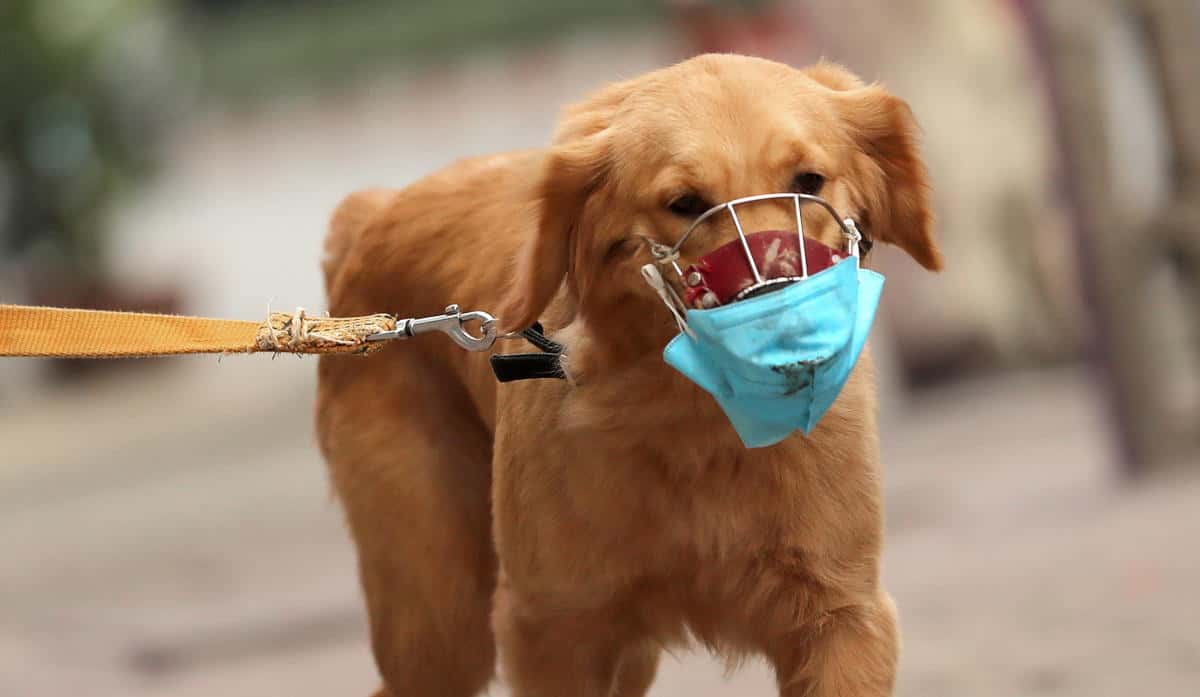 La UBA entrenará perros para detectar el coronavirus a través del olfato