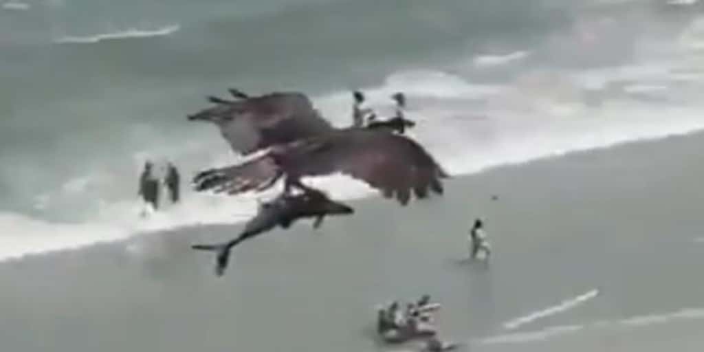 Un águila cazó un tiburón y voló rasante sobre la gente que estaba en la playa