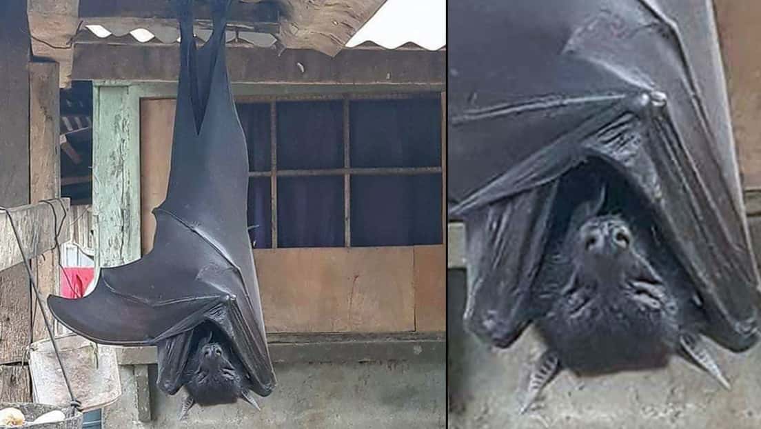 Viralizan la imagen de un murciélago "de tamaño humano" 