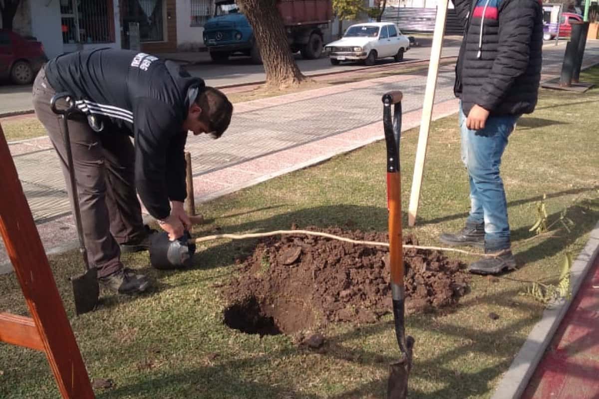 El gobierno continúa plantando árboles en los espacios públicos de la ciudad