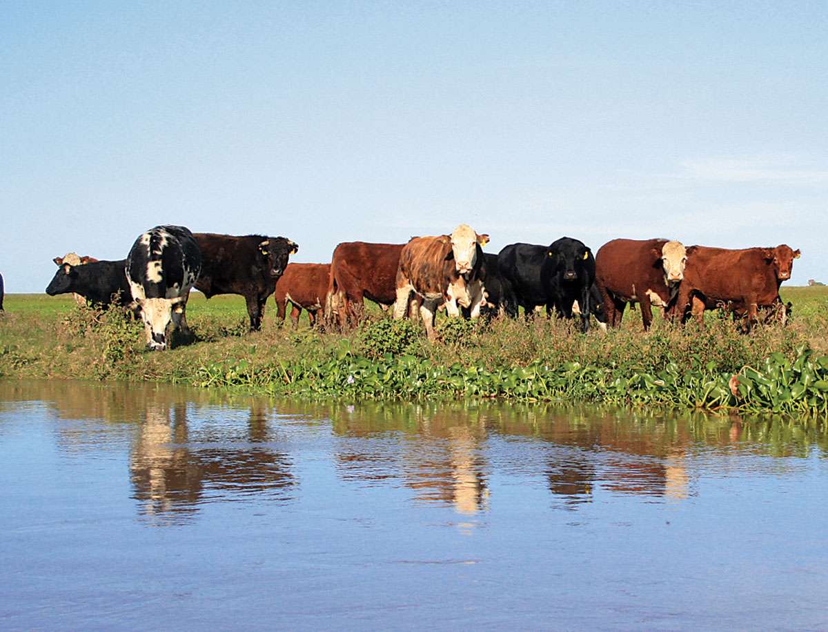 En Rosario afirman que "Entre Ríos debería prohibir la ganadería en los humedales"