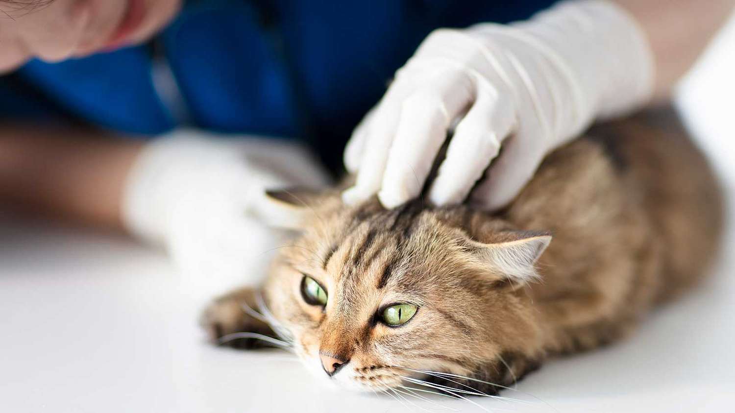 Coronavirus: Un gato doméstico dio positivo