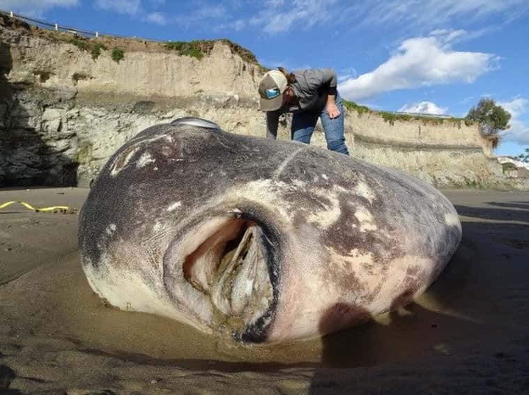 Una enorme criatura marina apareció en Australia: "Parecía un extraterrestre"