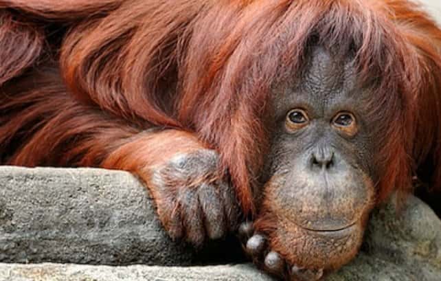 La orangutana Sandra, "persona no humana"