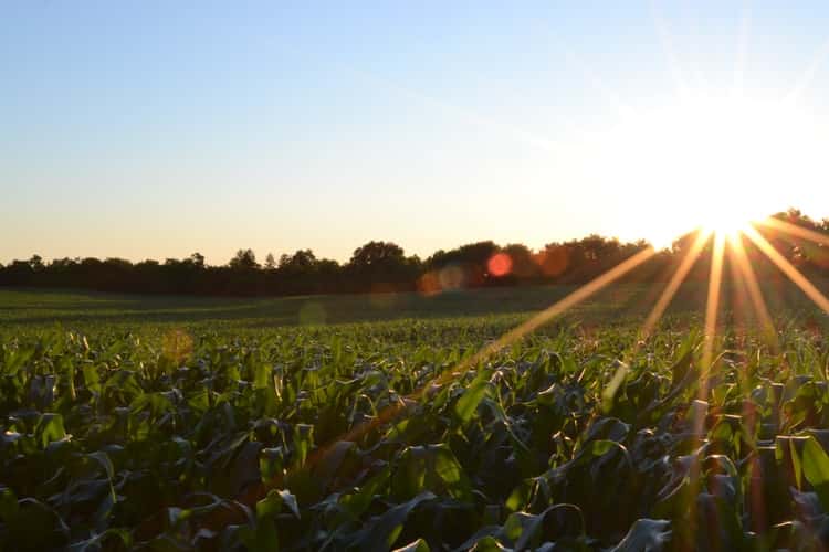 ¿Cuáles son los tipos de agroquímicos más utilizados en Argentina?