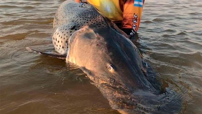 Pescaron un enorme surubí de 70 kilos, lo marcaron y devolvieron al río Paraná