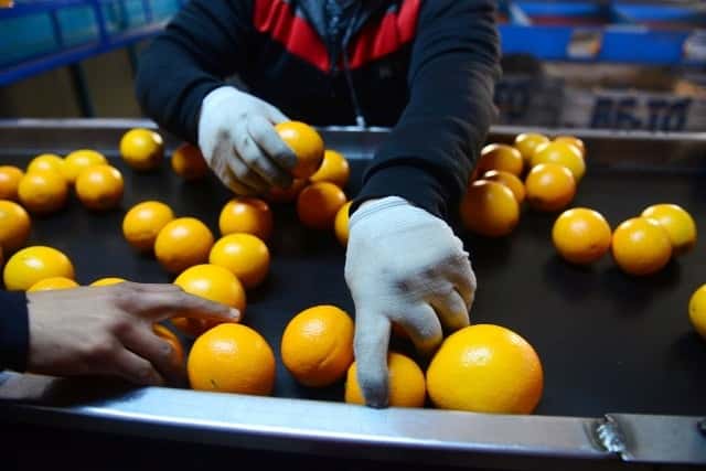 La Federación del Citrus lamentó la decisión de la UE de suspender las exportaciones