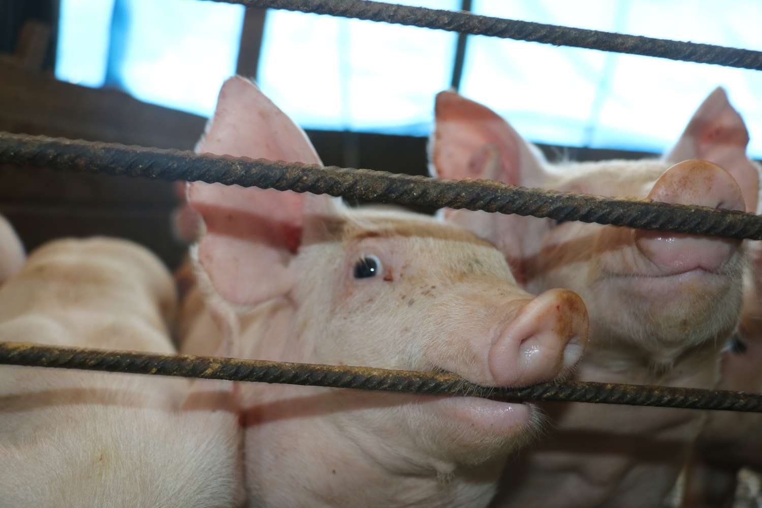 Mega granjas de cerdos: el gobierno busca que, al menos, dos se asienten en la provincia 