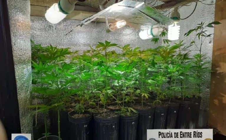 Hallaron un invernadero con 420 plantas de marihuana