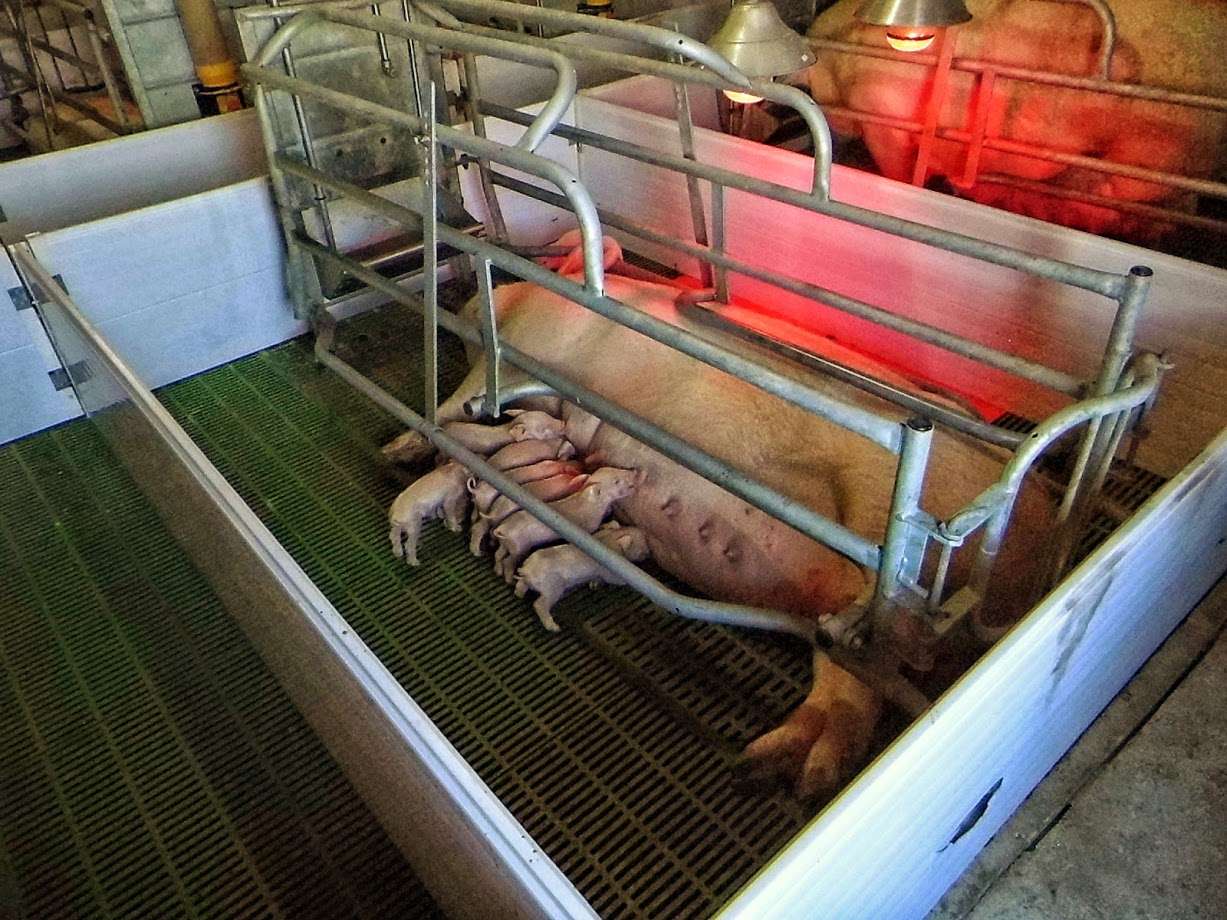 Las granjas chinas de cerdos serán "una asociación entre el inversor y el productor"