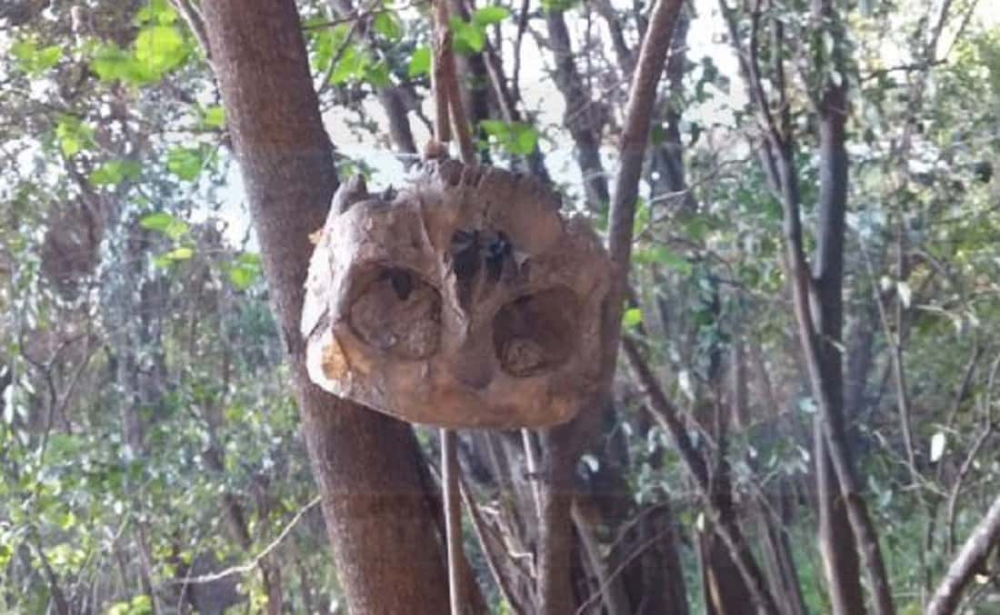 Macabro: hallaron un cráneo colgado de un árbol en el Parque Industrial de Paraná