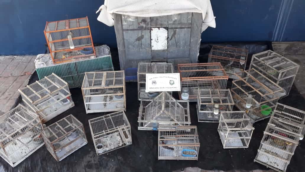 La brigada Gualeguaychú desbarató un comercio ilegal de venta de aves