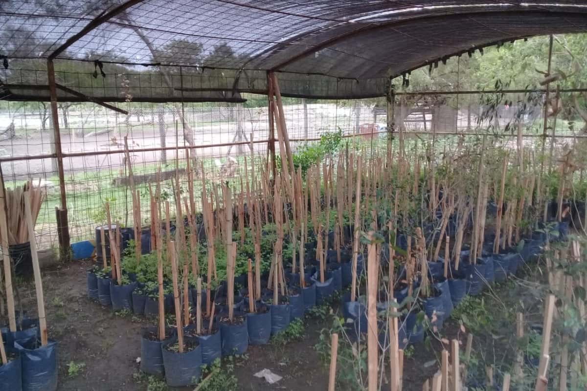 Producen más de 1300 árboles nativos en el vivero municipal
