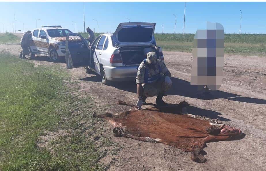 La Brigada Gualeguaychú interceptó a un hombre que llevaba una vaca en el baúl
