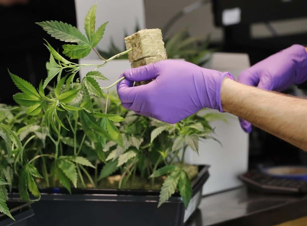 Cannabis para la salud: Las claves del nuevo proyecto de ley y el lugar de Entre Ríos en la incipiente industria 