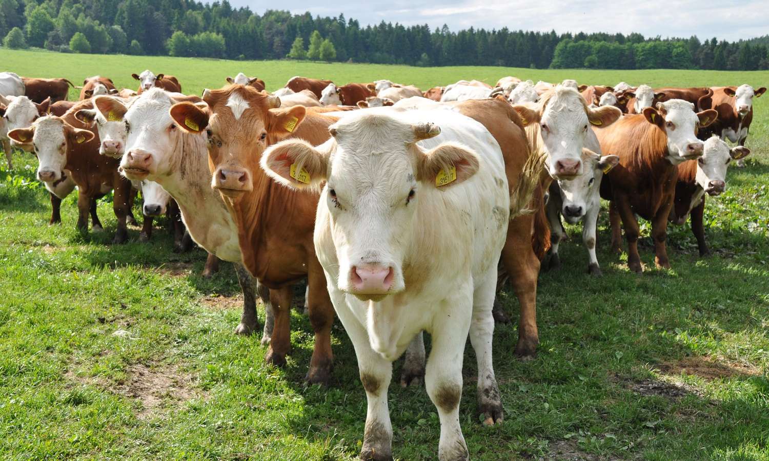 La FUCOFA responsabiliza al SENASA ante la imposibilidad de movilizar bovinos