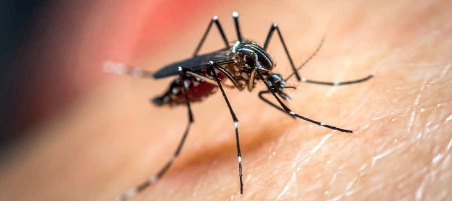 Entre Ríos: Salud reitera recomendaciones para prevenir el dengue