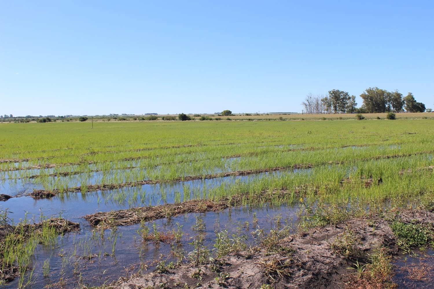 Eladio Lugrín: "El arroz demanda mano de obra en el campo y en la industria"