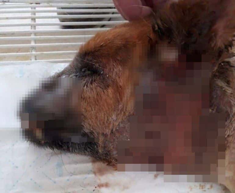 Conmoción por un aberrante caso de maltrato y muerte de un animal en Entre Ríos