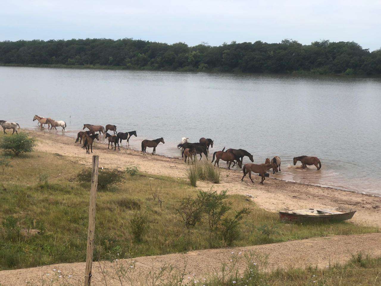 Así recuperan en Concepción del Uruguay a los caballos rescatados de la vía pública