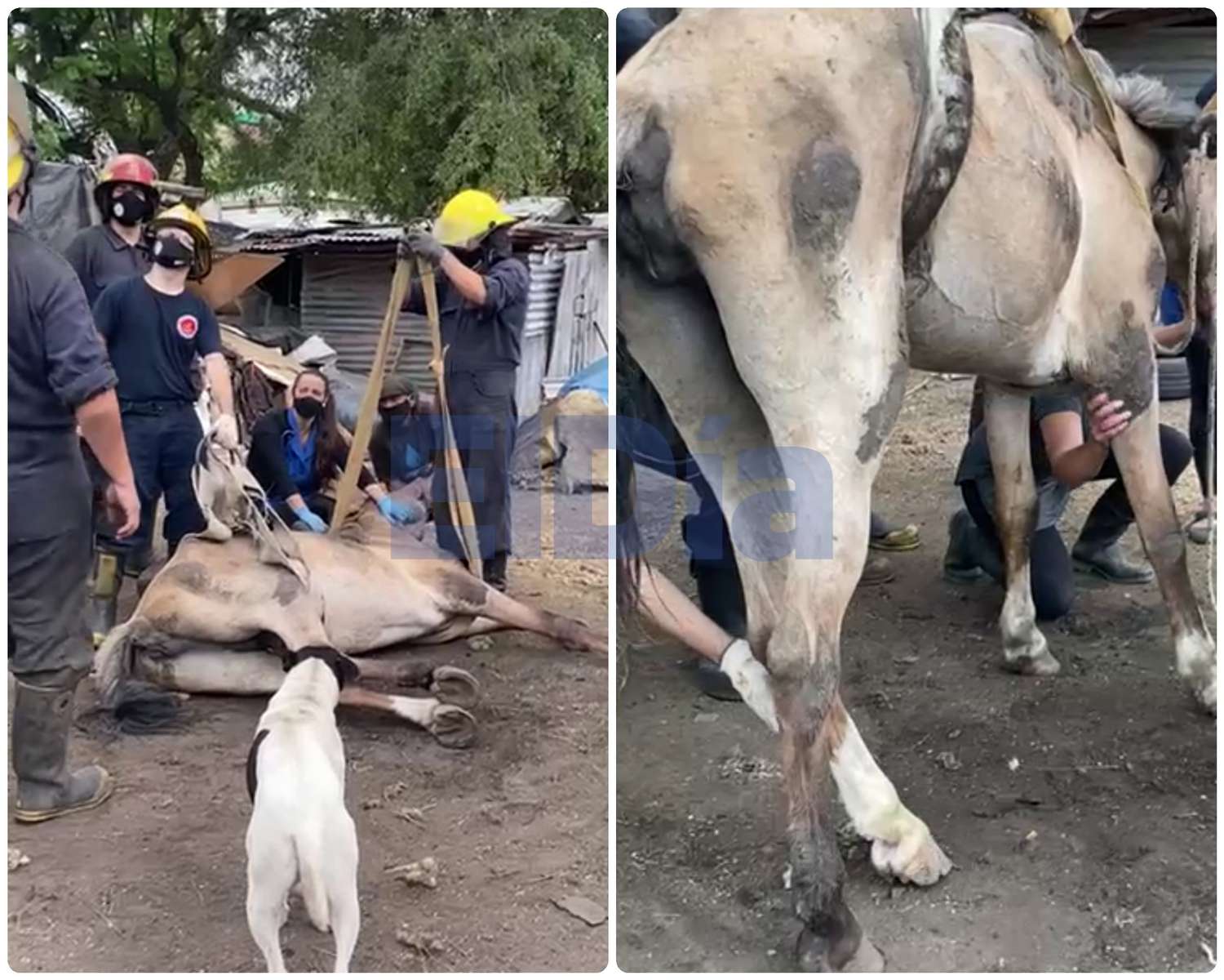 Video: Intentan rescatar a una yegua en Hernández y Doello Jurado
