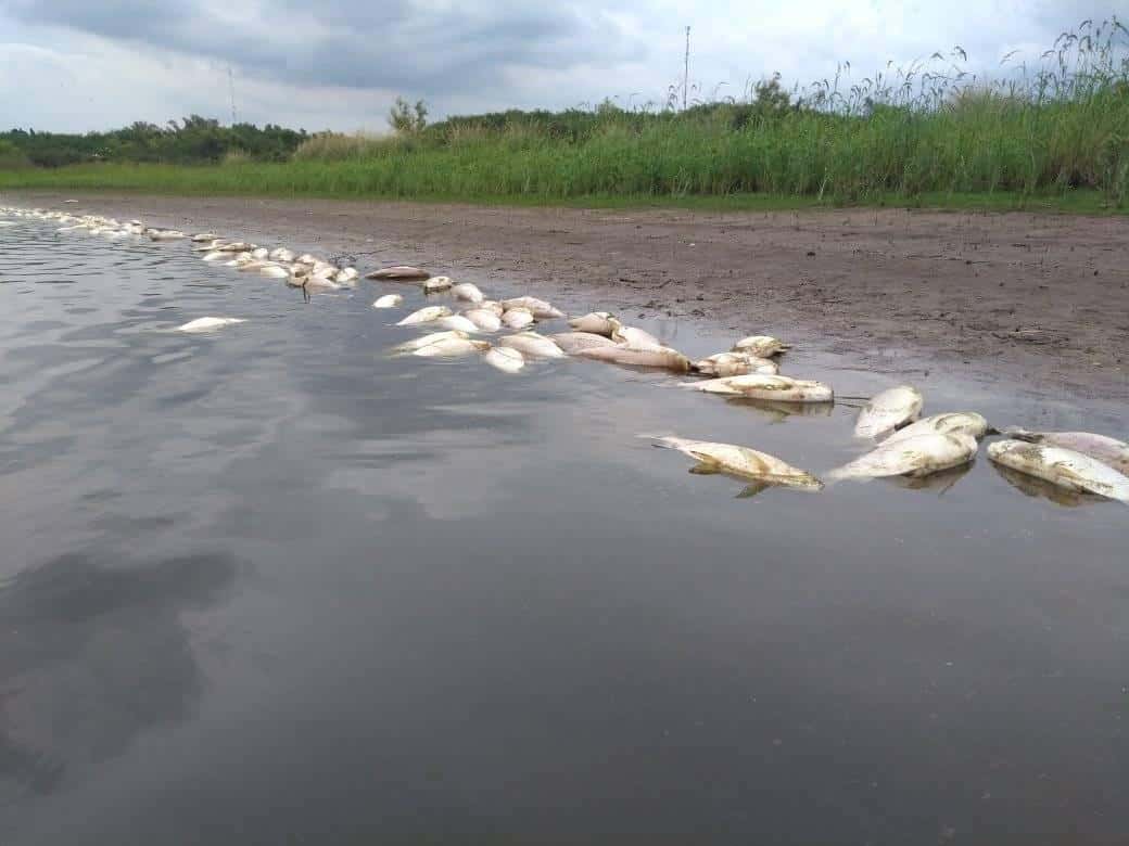 Aparecieron cientos de peces muertos en un arroyo cercano a Concepción del Uruguay