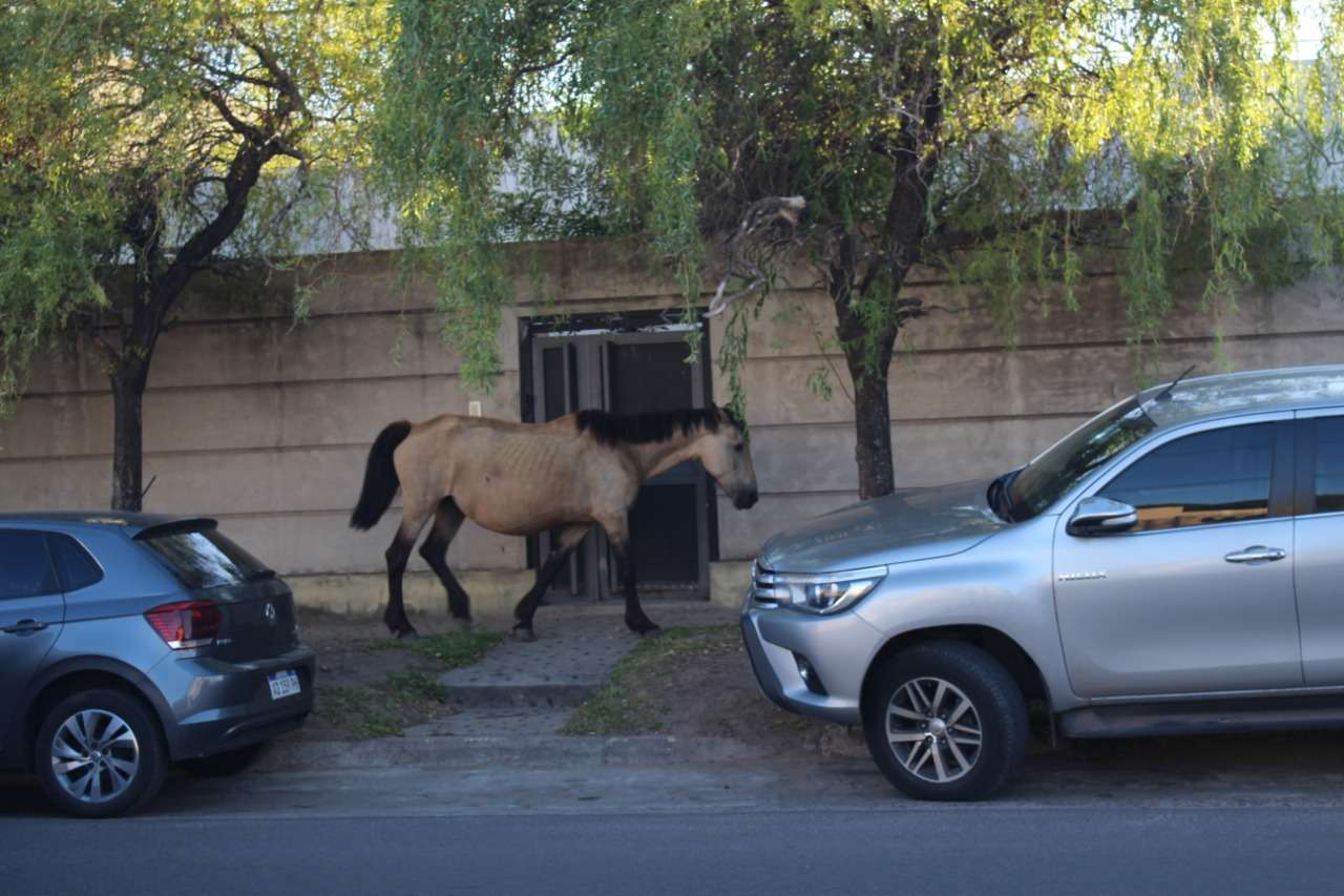 Deambulan caballos sueltos en rutas de acceso, avenidas y calles de la ciudad