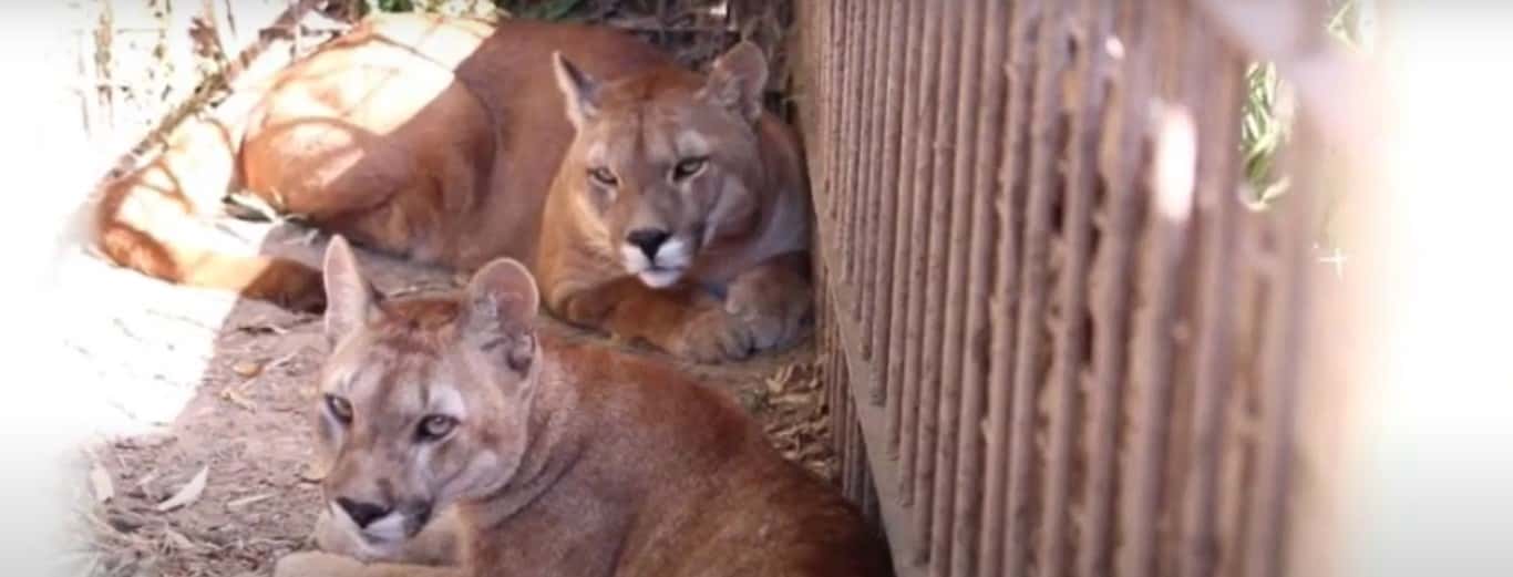 Rescataron 300 animales enjaulados: serán trasladados a un santuario en Entre Ríos