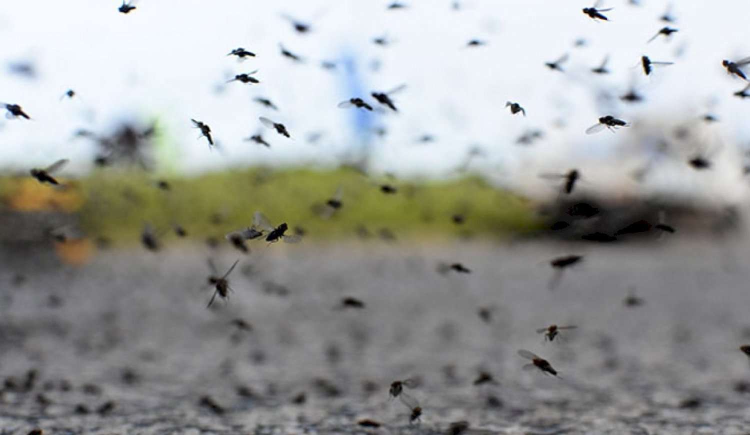 Otra vez, nos invadieron los mosquitos: ¿por qué llegaron y hasta cuándo se quedarán?